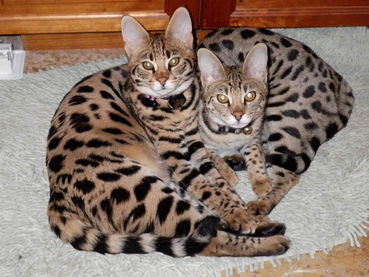 Кошки породы саванна внешне похожи на ашеру.