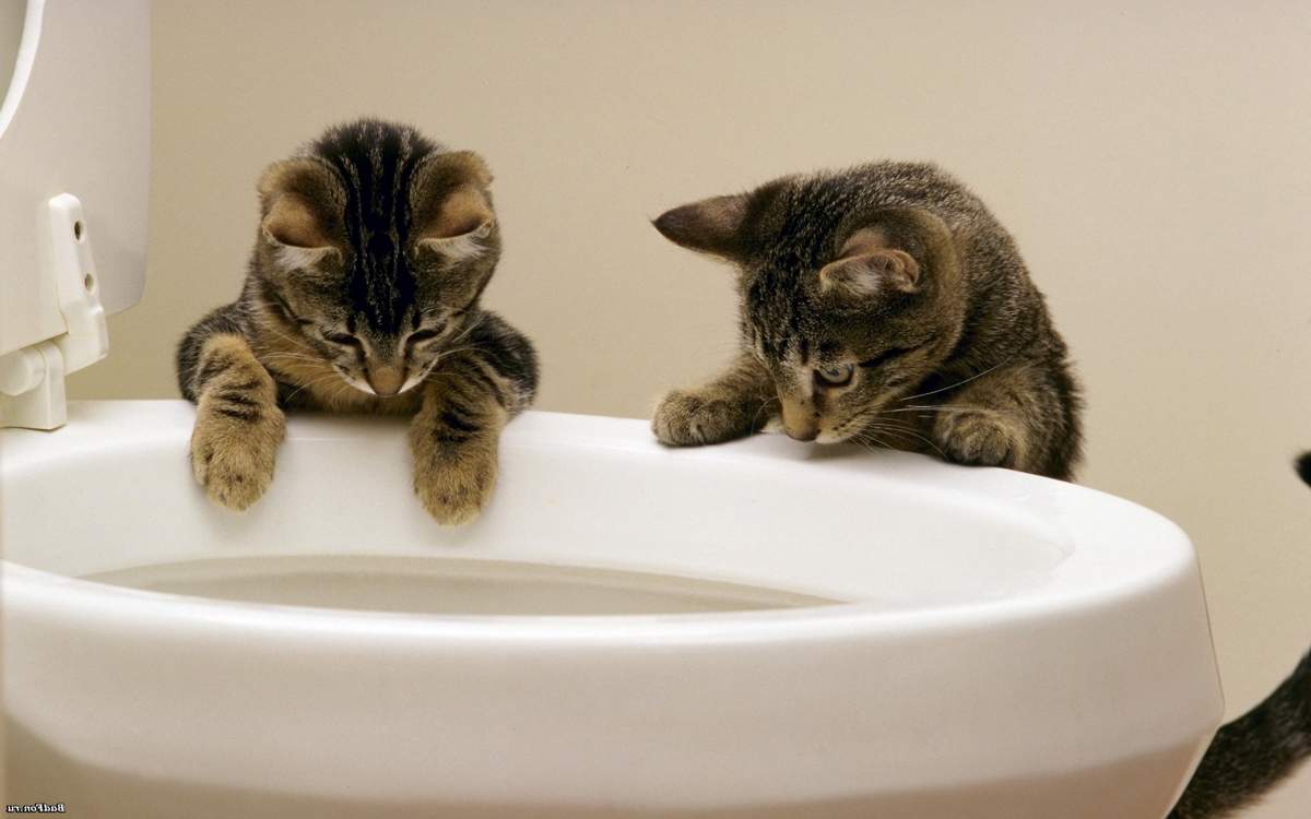 Как поделить туалет между несколькими кошками.