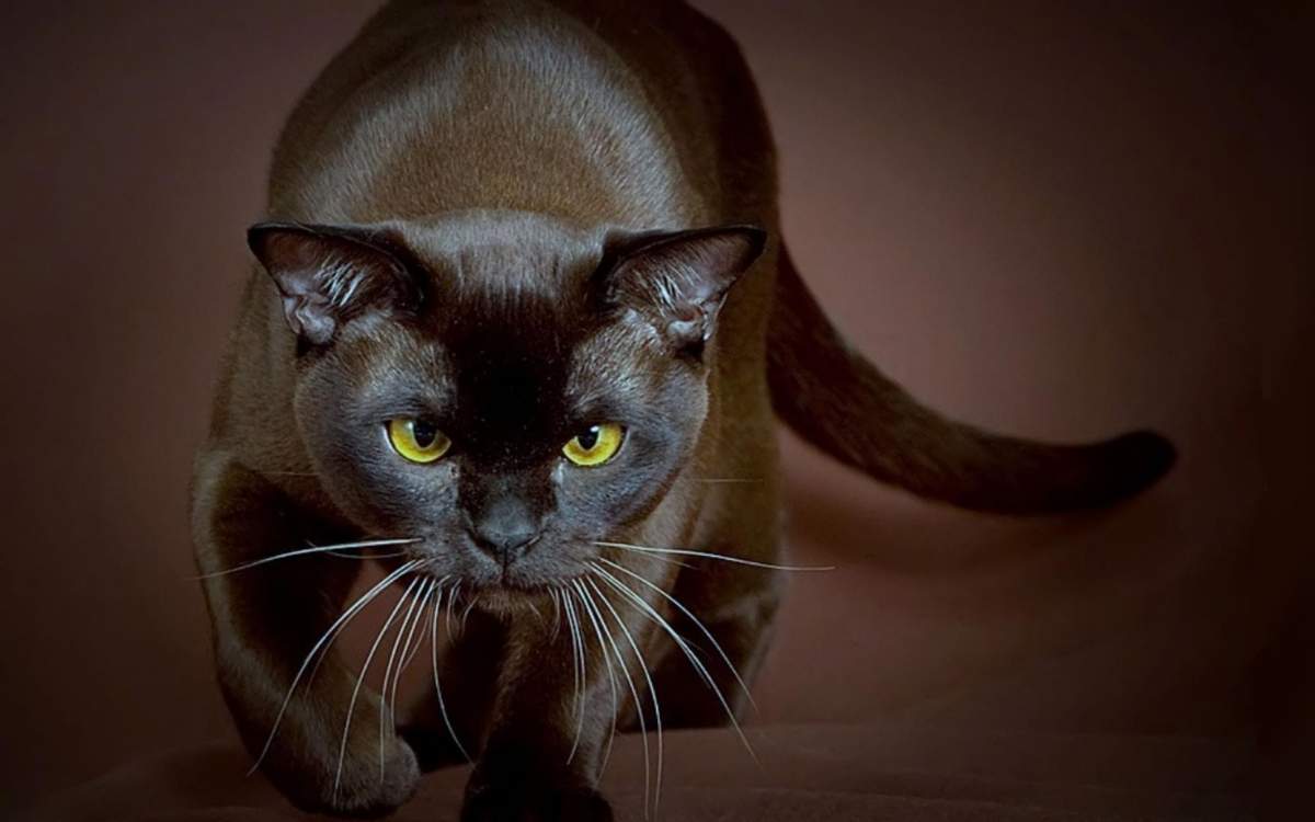 Бомбейская кошка - редкая красавица.