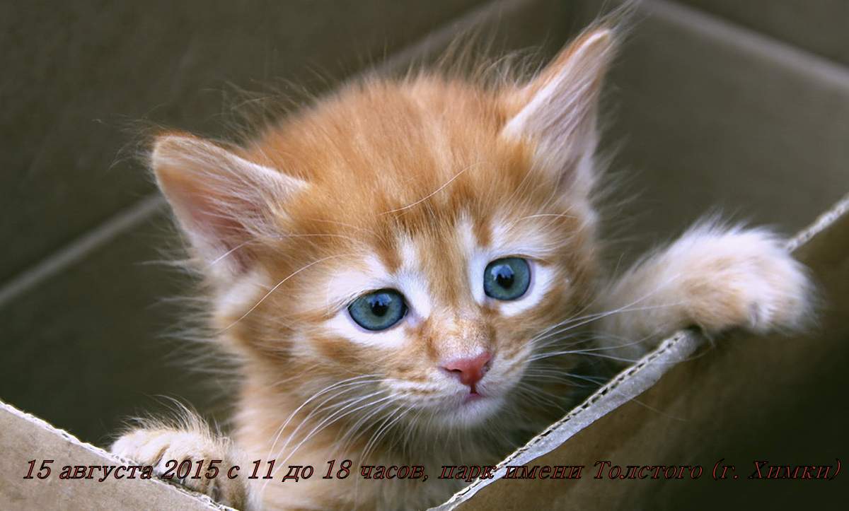 Выставка кошек пройдет в Химках 15 августа.
