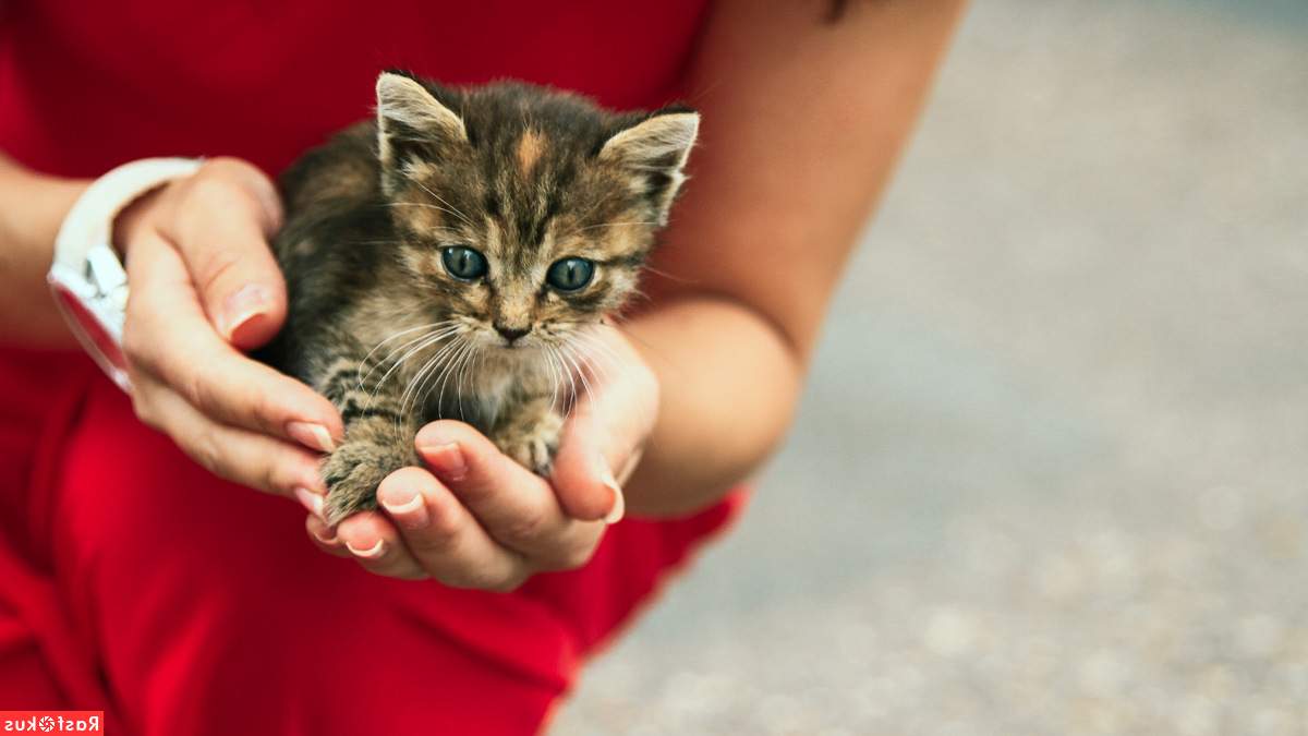 Что делать если котенок совсем маленький не может есть самостоятельно?