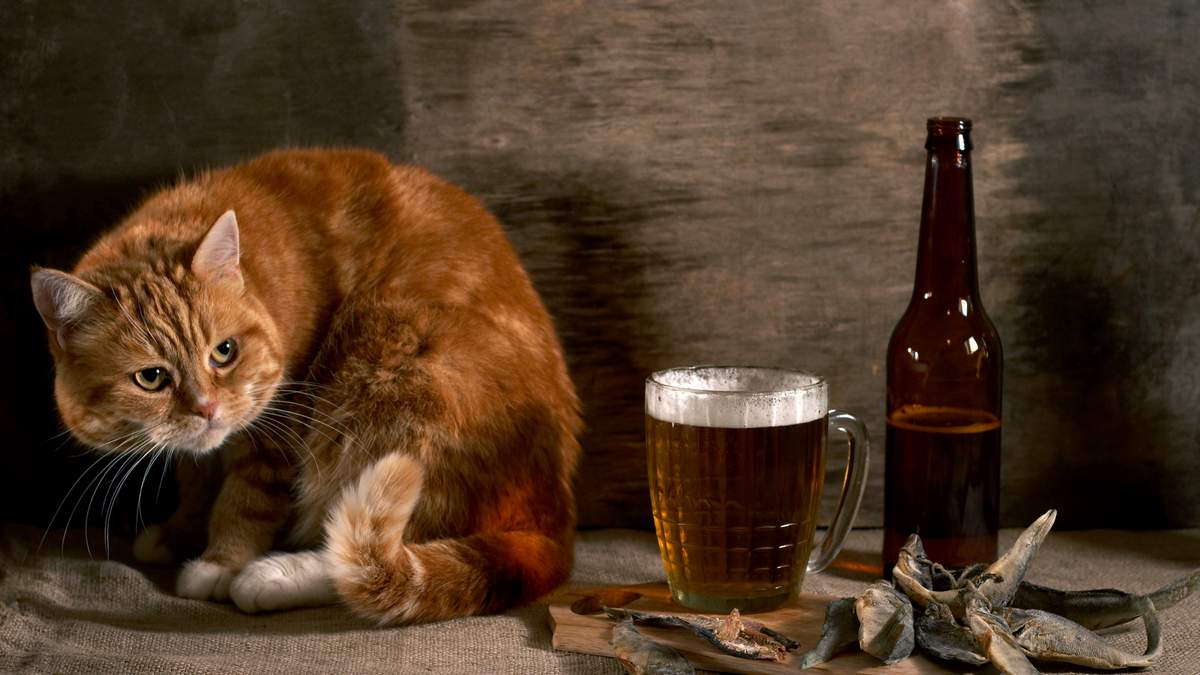 Алкоголь и кошки.