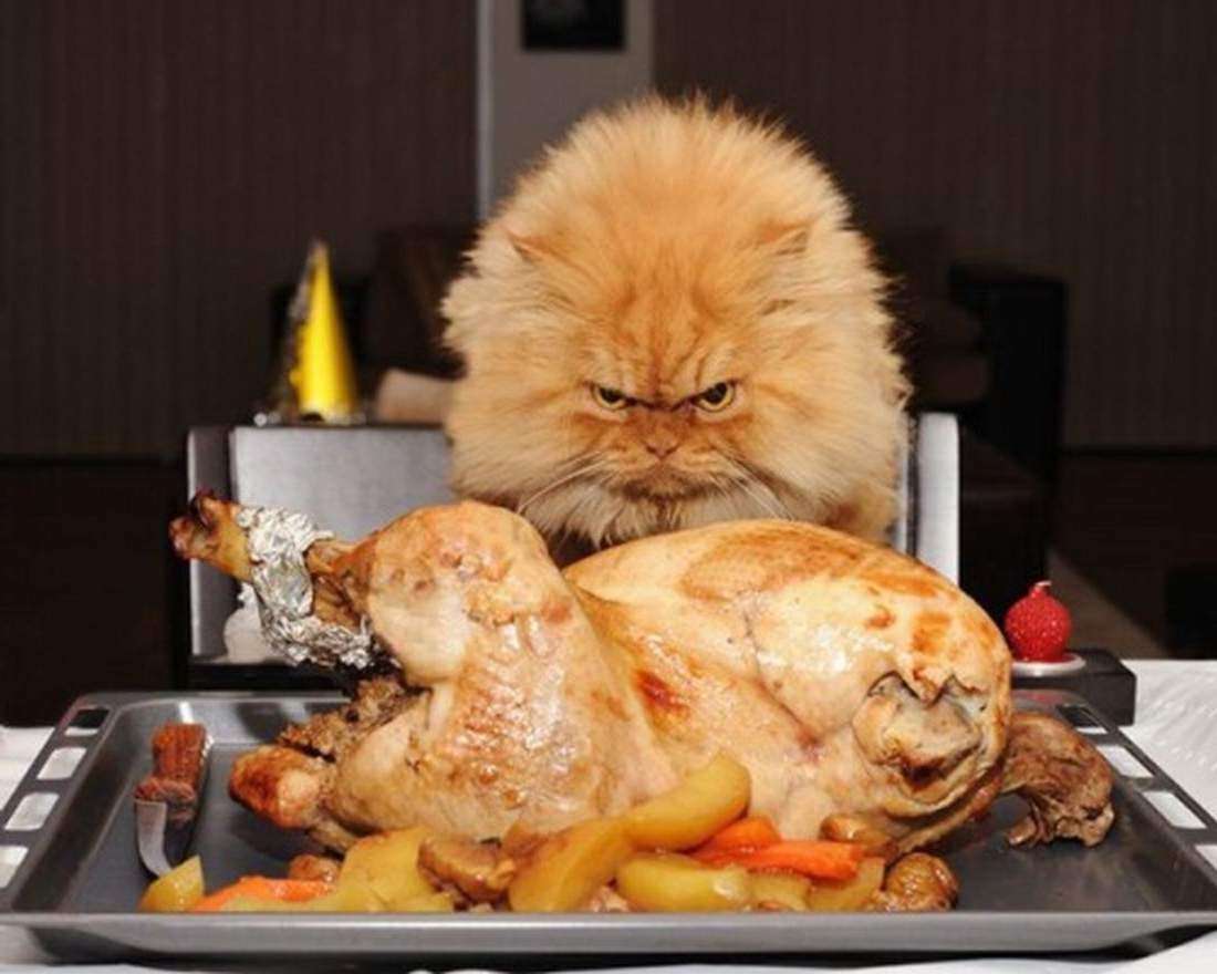 Охотясь за едой на столе, кошка может как минимум, обжечься.