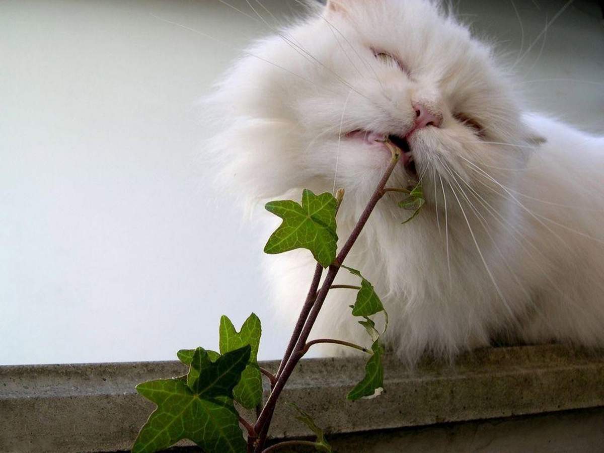 Комнатные растения - еще один скрытый враг кошек.