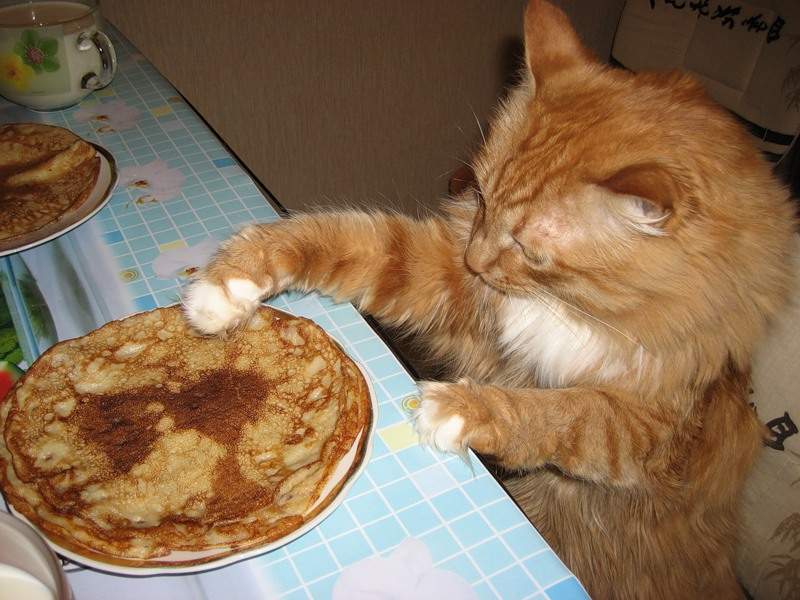 Еда с домашнего стола не всегда несет пользу котам.