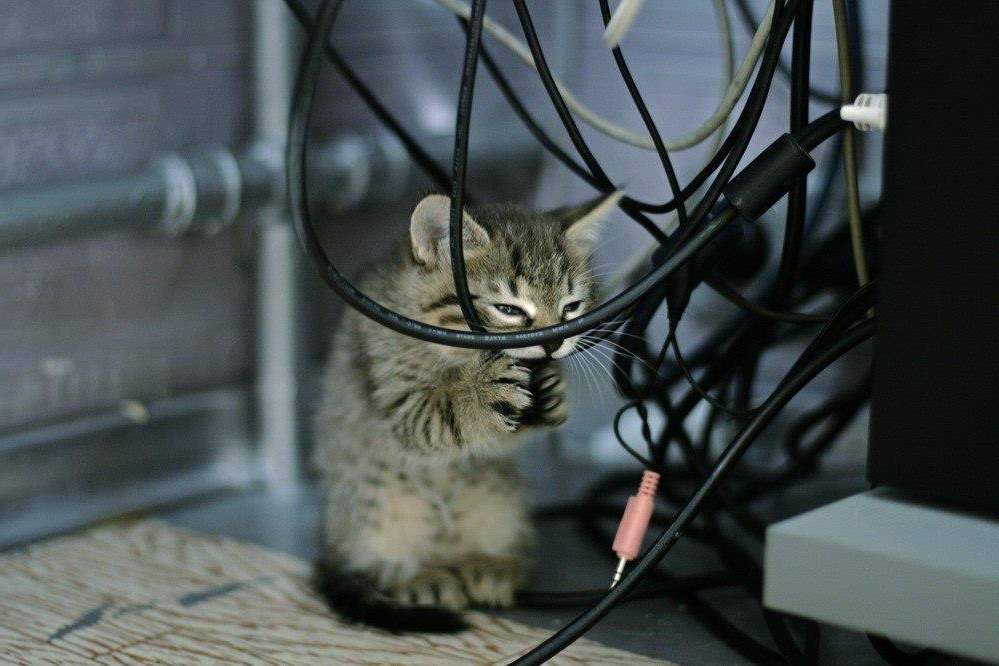 Электрические провода могут быть смертельно опасны для вашего кота.