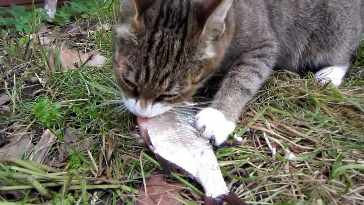 Не вредна ли кошке свежая рыба?