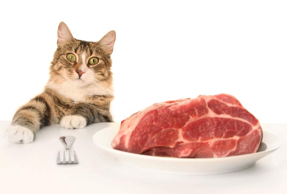 Мясо в питании кошек.