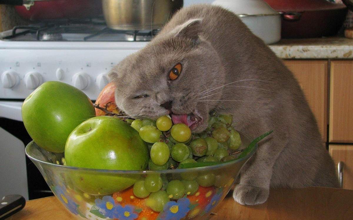 Виноград в питании кошки.
