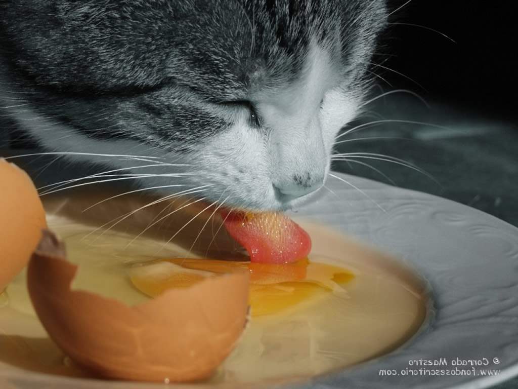 Можно ли кошке есть яйца?
