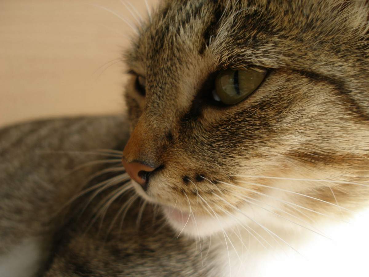 Эффективна ли гомеопатия в лечении кошачьих болезней.