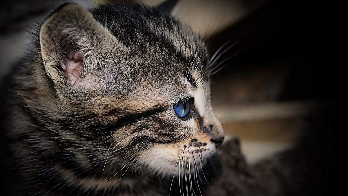 Во Владивостоке спасли котенка.