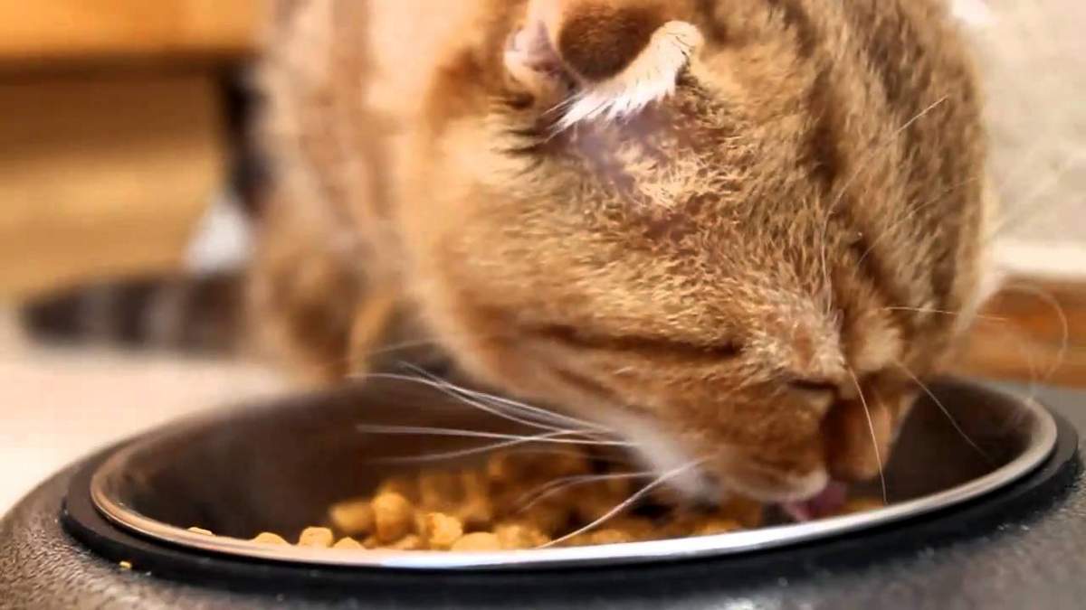 Должна ли соблюдаться диета, если кошка болеет?