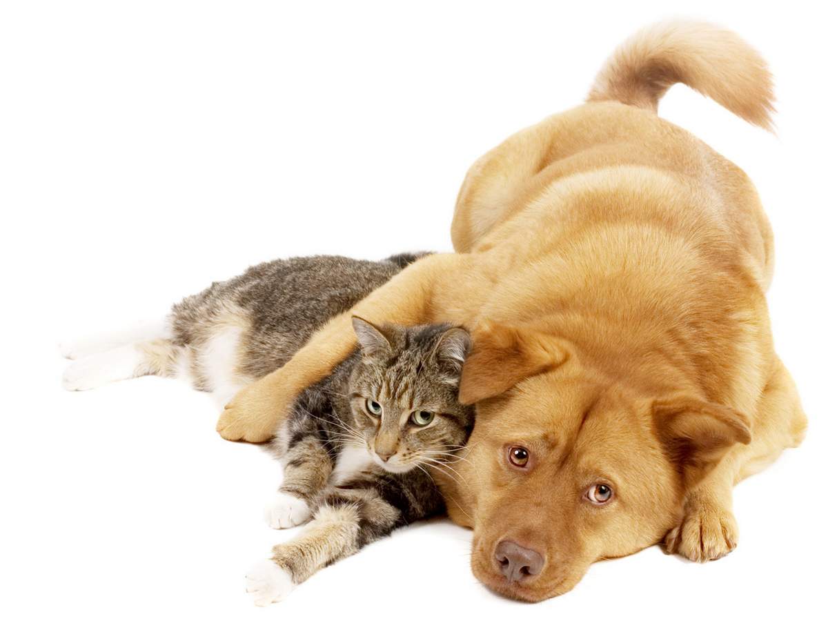 Собака и кошка: могут ли они подружиться?