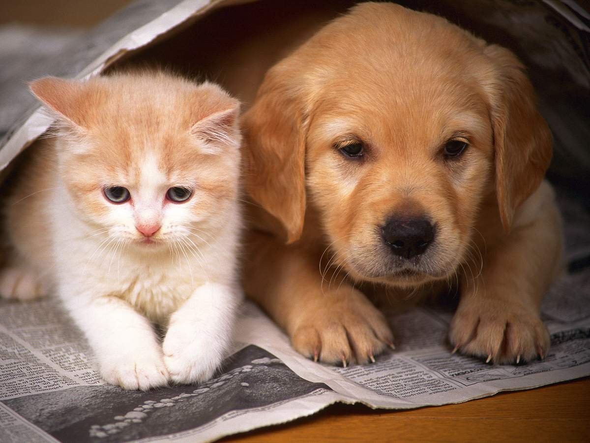 Проще собаке и кошке подружиться, если они оба - малыши.