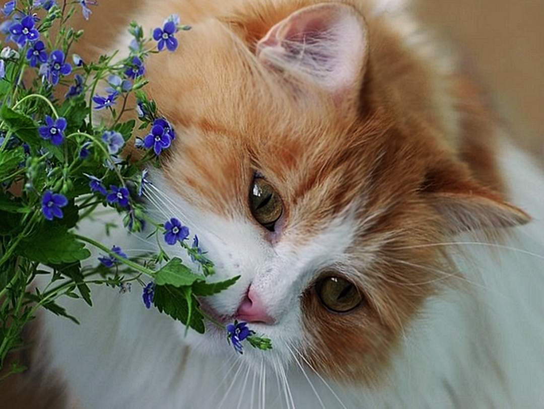 Какие запахи отваживают кошку от испражнения в неположенных местах?