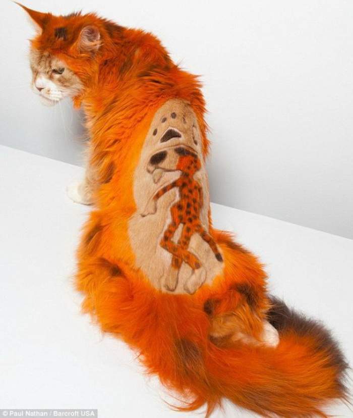 "Апельсиновое" безумие: огненно-рыжий кот с пантерой на спине.