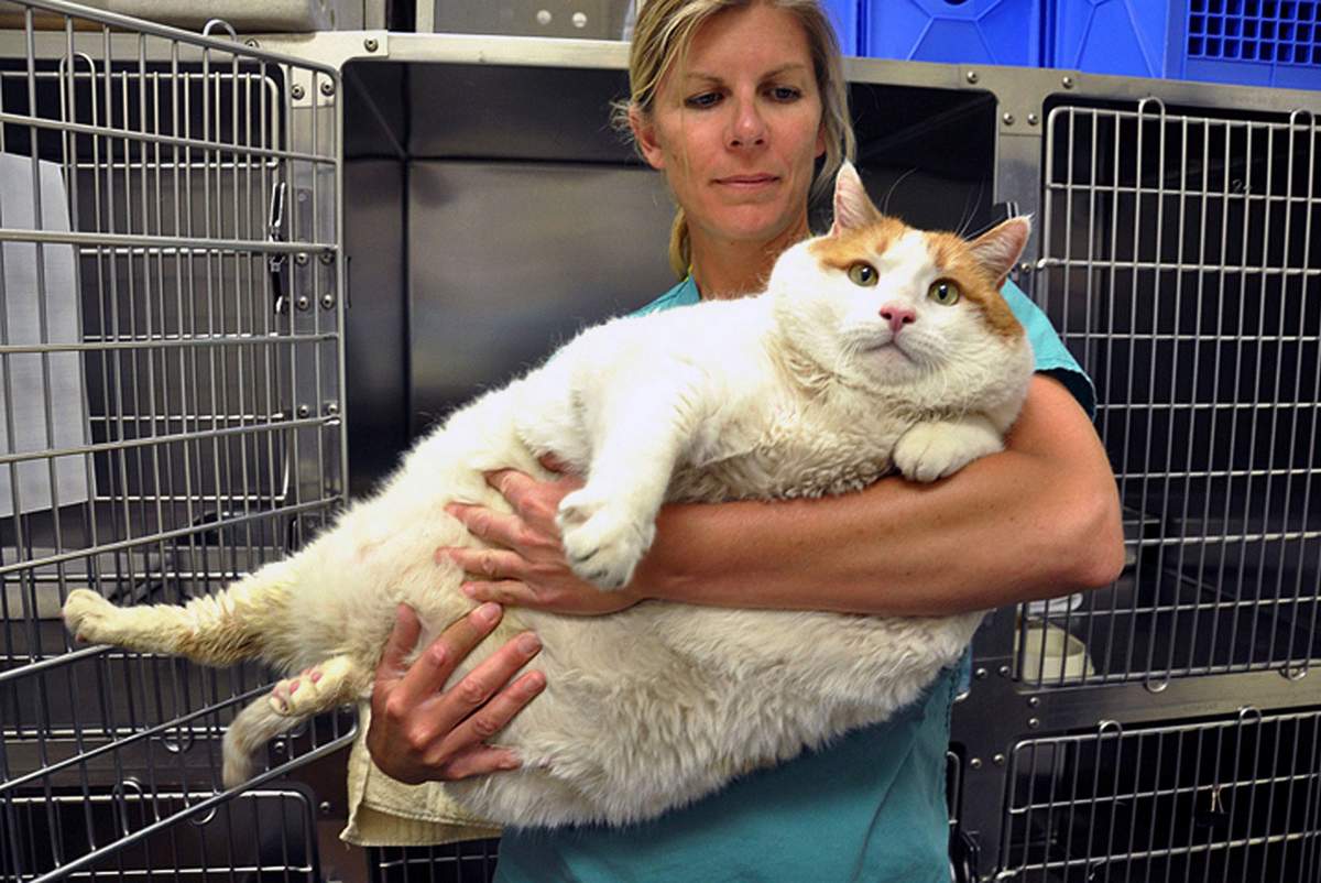 Чем грозит кошке ожирение.