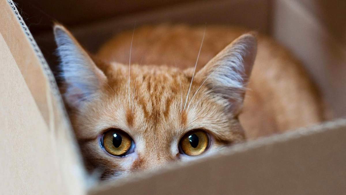 Как понять, что у кошки стресс?