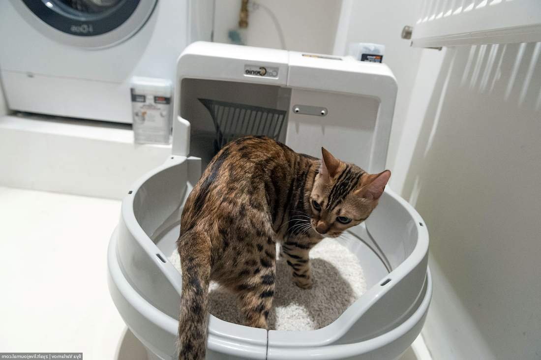 Что делать, если кот разбрасывает туалетный наполнитель?