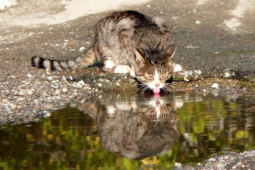 Почему кошке опасно пить воду из стоячего водоема?