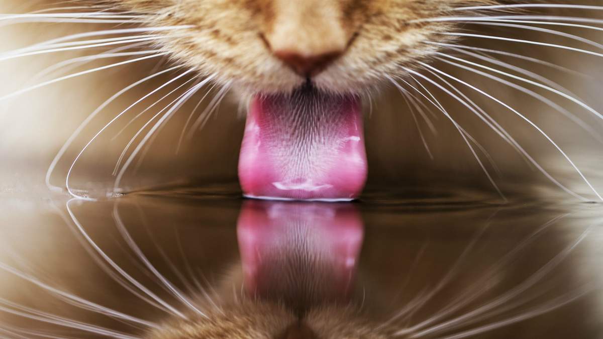 Как приучить кошку пить только из миски.