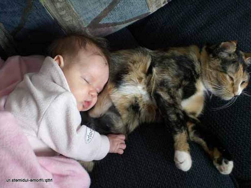 Любовь детей и кошек: что нужно знать о привязанности малыша к домашнему животному?