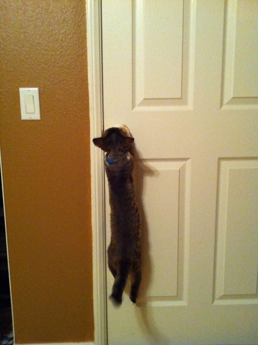 Двери - опасность номер два для кошек.