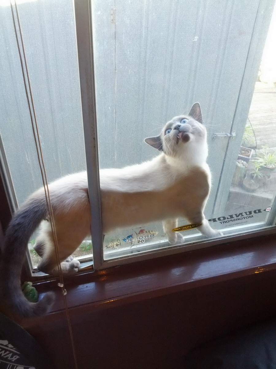 Пластиковое окно - еще одна опасная ловушка для кота.
