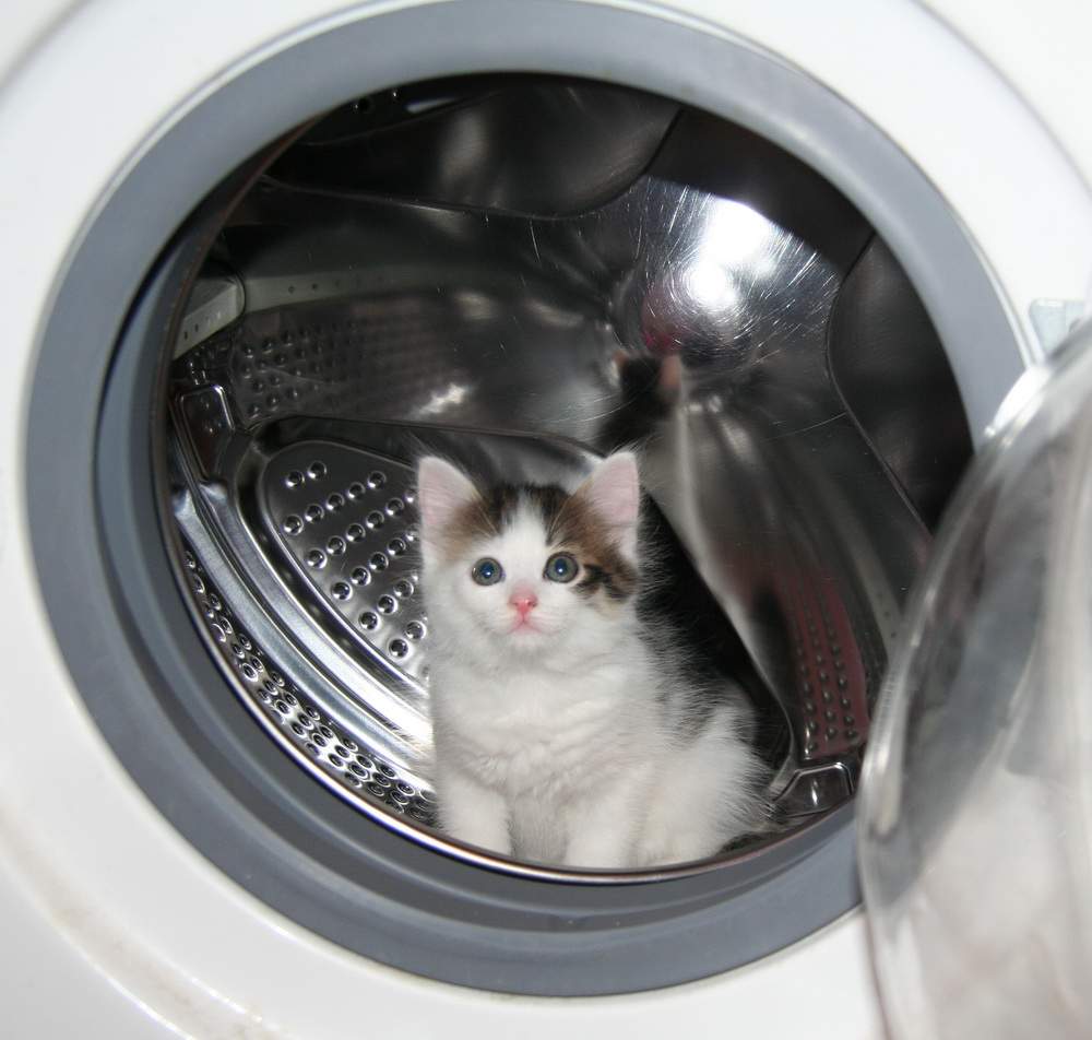 Кошачьи опасности в доме: стиральная машина.
