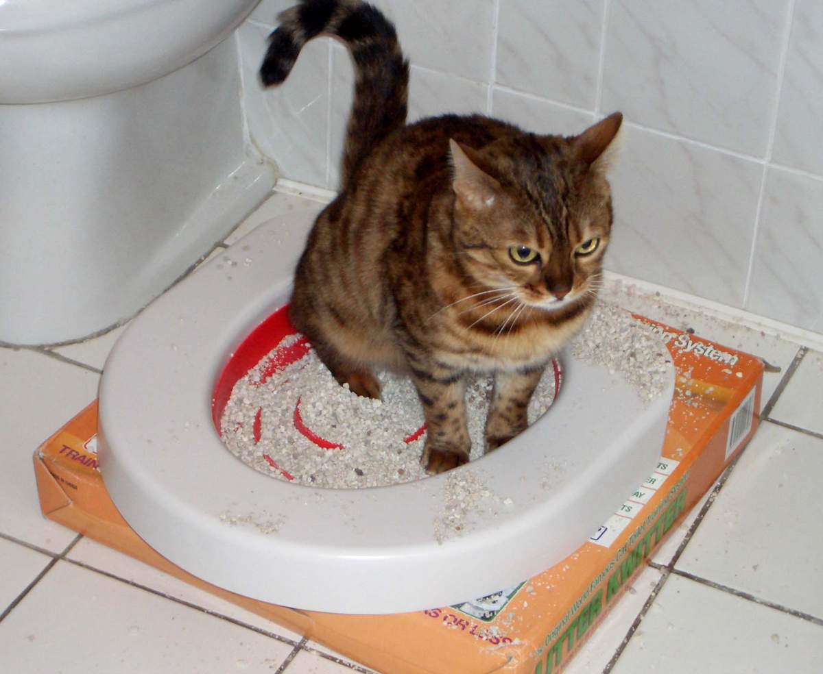 Каким должен быть туалет для больной кошки?
