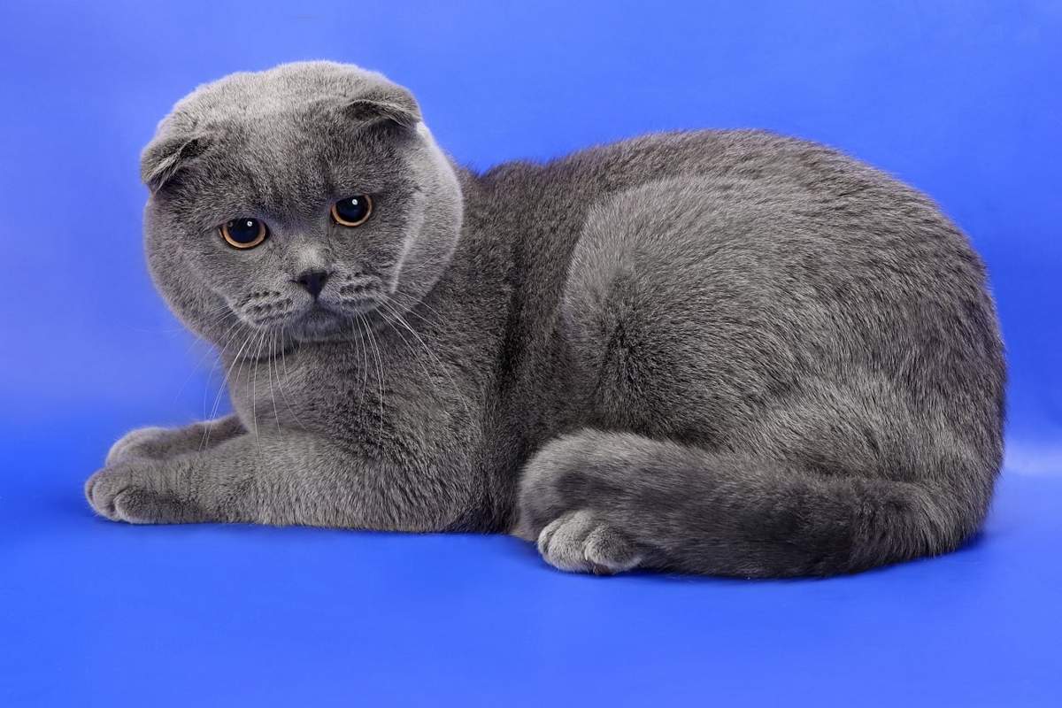 Шотландский кот голубого окраса.