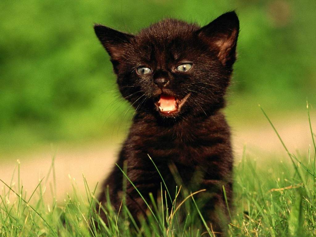 Черный котенок и его характер.