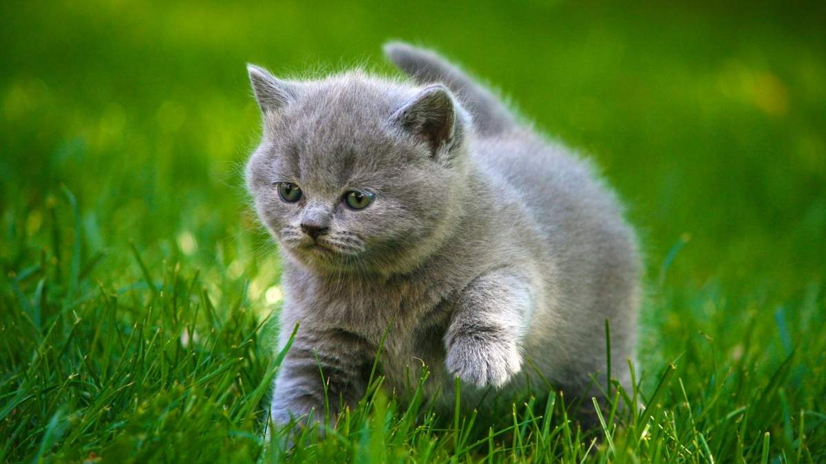 Серый окрас котенка и характер.