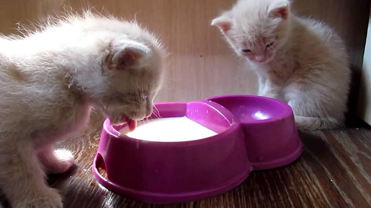 Какие специальные жидкости для лечения кошек можно применять?