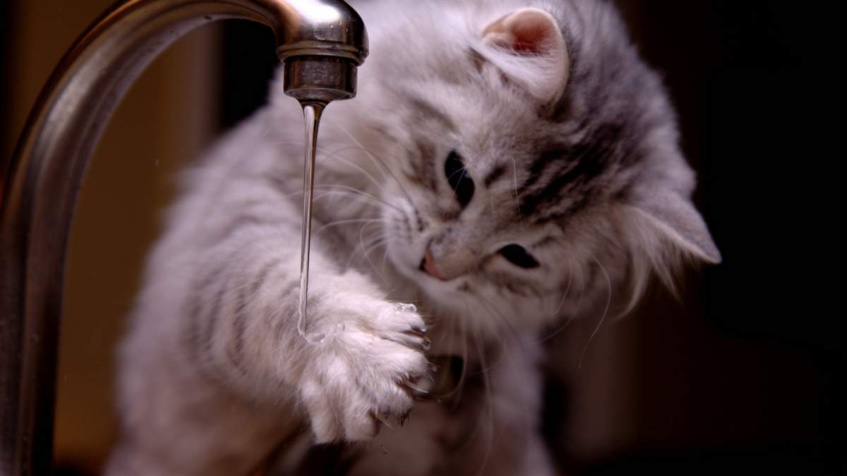 Какие жидкости следует давать, если ваша кошка больна?