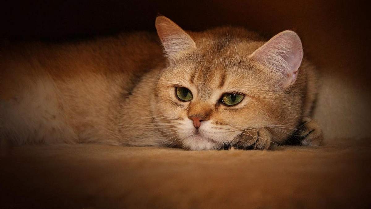 Раны у кошки: способы их лечения и обработки.