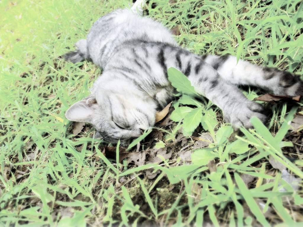 Неизвестный расстрелял кошек на базе отдыха Копанское.