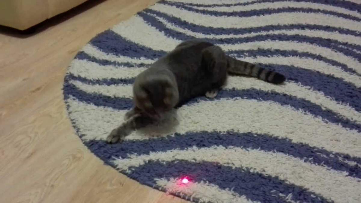 Кот играет с лазером.