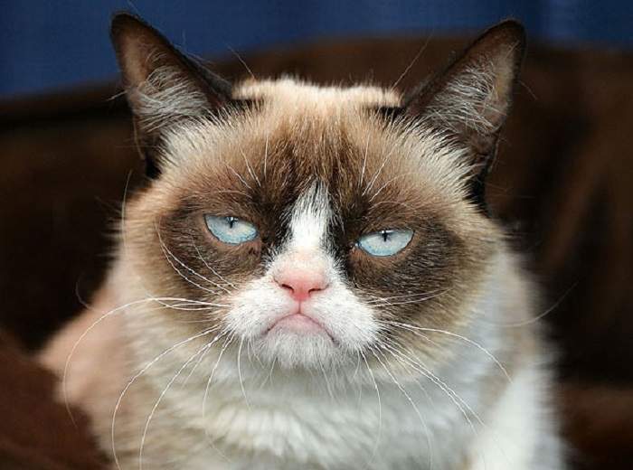 Сердитая кошка, так еще величают Grumpy Cat. Эта кошка уже давно стала миллионершей, благодаря своей необычной внешности.