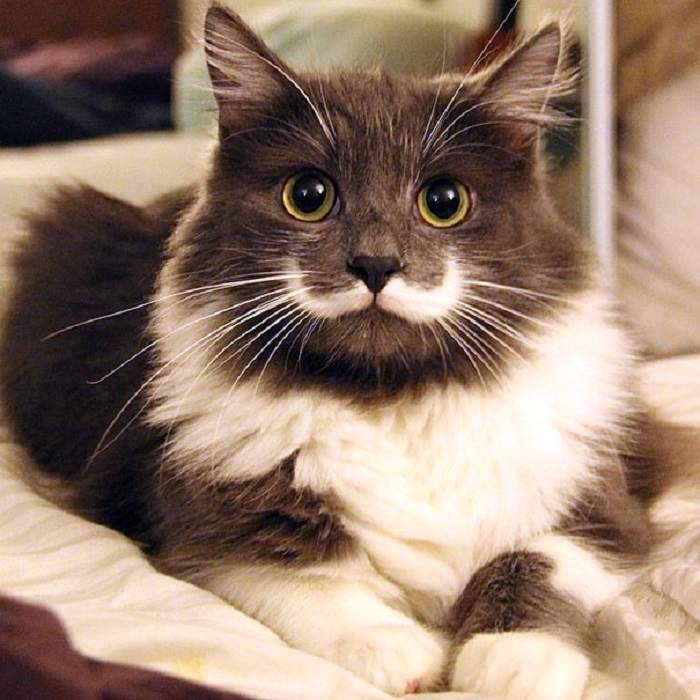 Оригинальное пятнышко в виде усов сделало этого котика невероятно популярным.