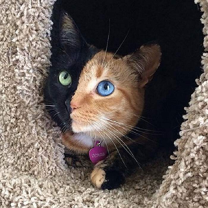 Кошка Венера - уникальный экземпляр, ведь у нее полная гетерохромия. Т.е. животное имеет и шерсть, и глаза разного цвета.