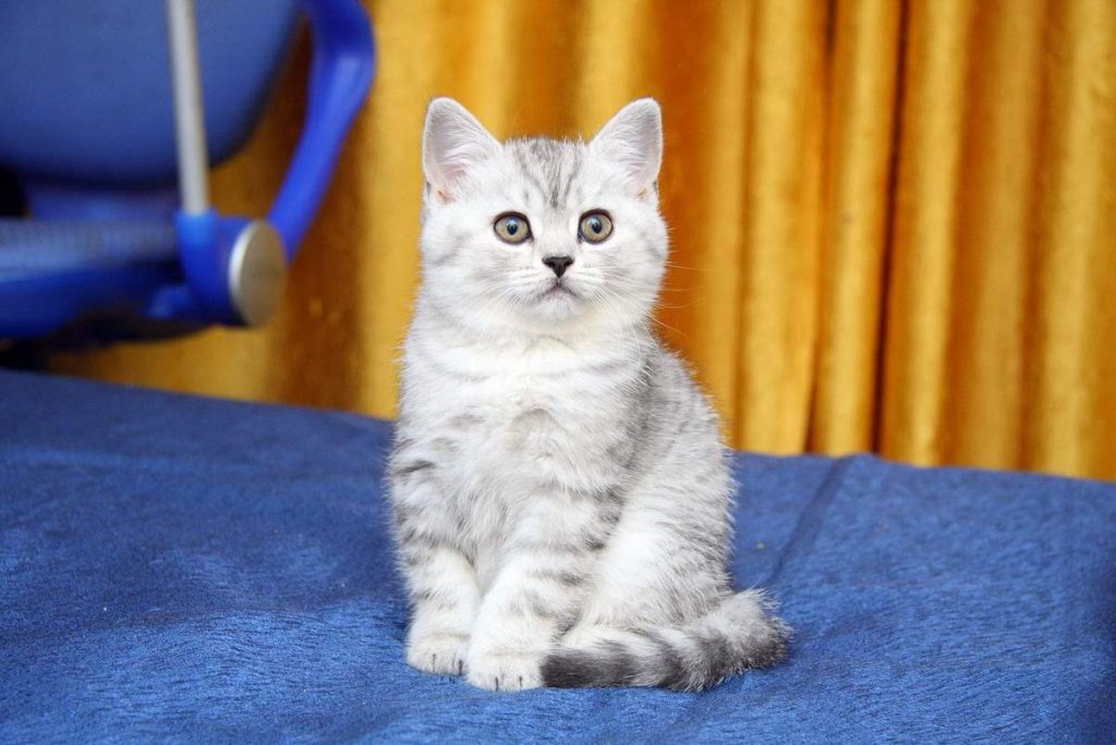 Котенок 3 месяца как выглядит фото обычный