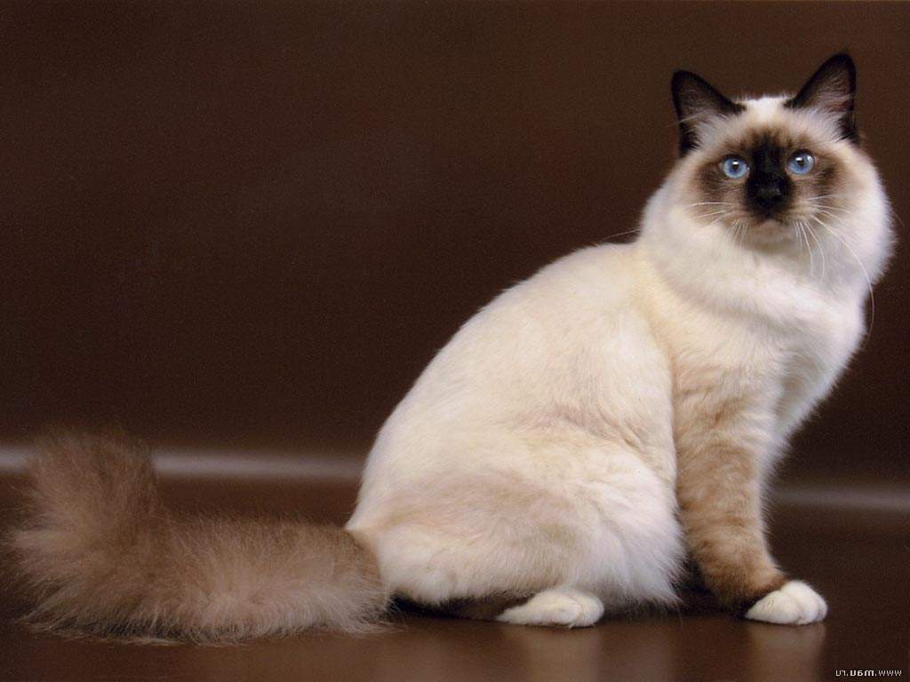 Длинношерстные кошки: бирма.