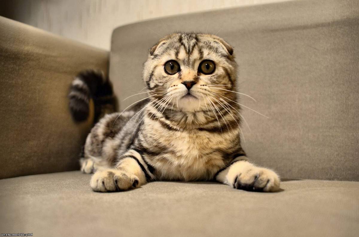 Короткошерстные кошки: шотландская вислоухая.