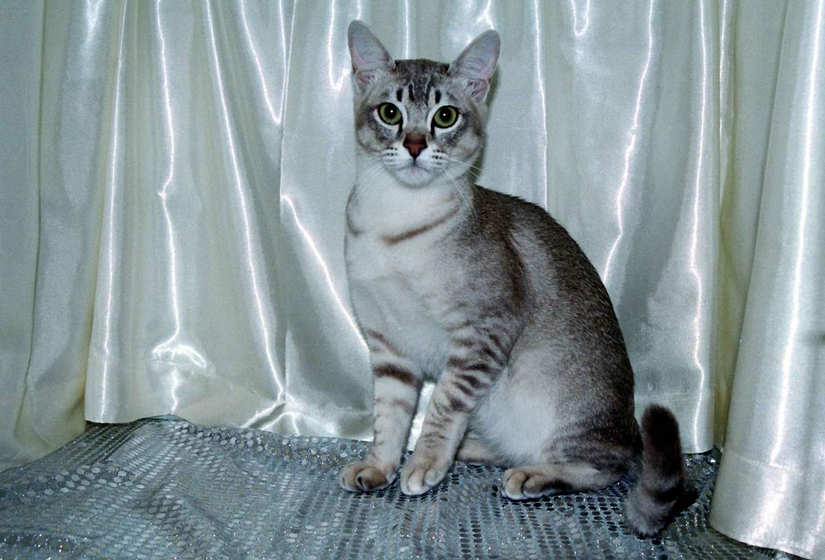 Азиатская табби относится к короткошерстным кошкам.