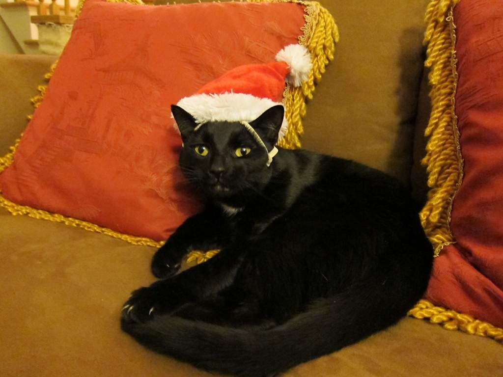 "Праздник к нам приходит... с черным котиком в шапке Деда Мороза".