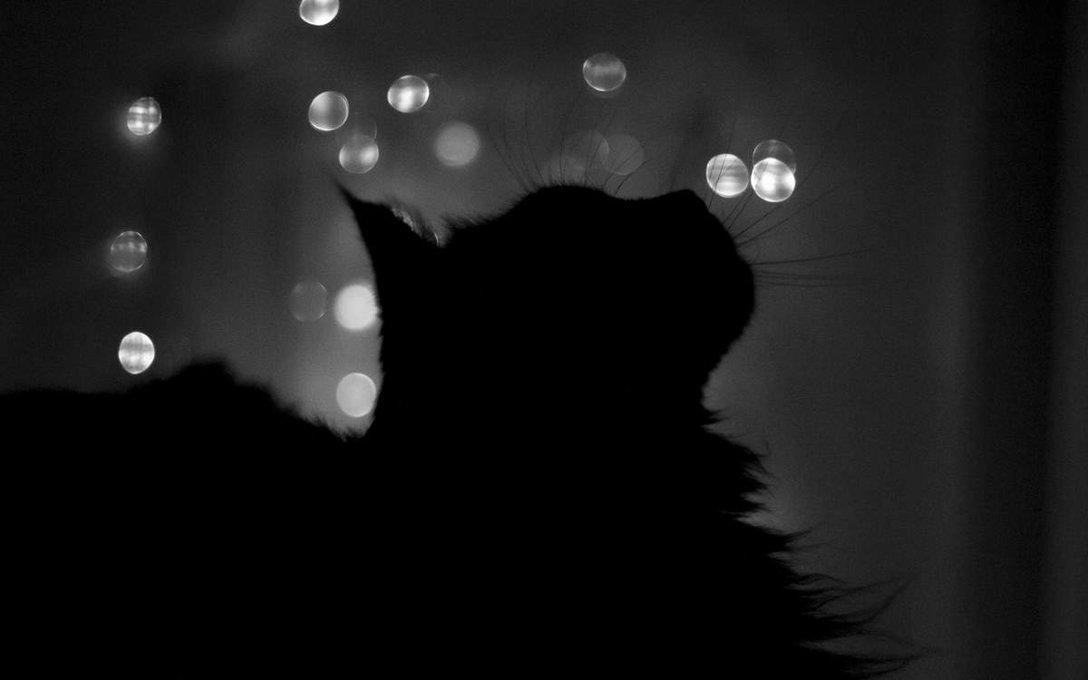 Черные коты: фото.