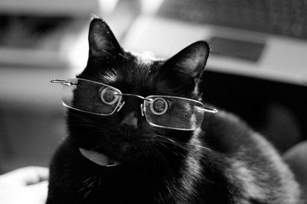 Самый умный кот.