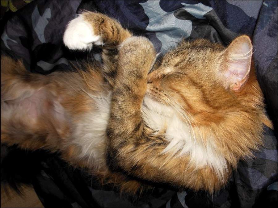 Какие фазы  присутствуют в кошачьем сне?